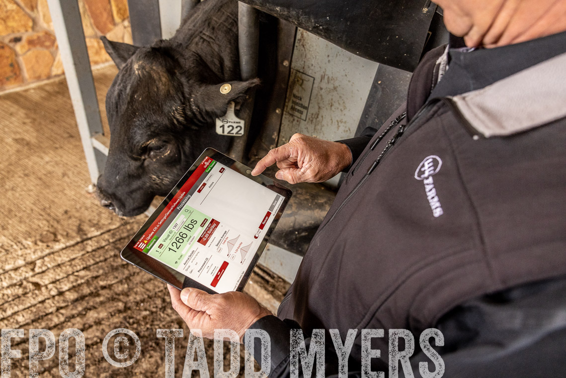 TMyers_SpringBullSale_Cameron_Feb2023-528875
