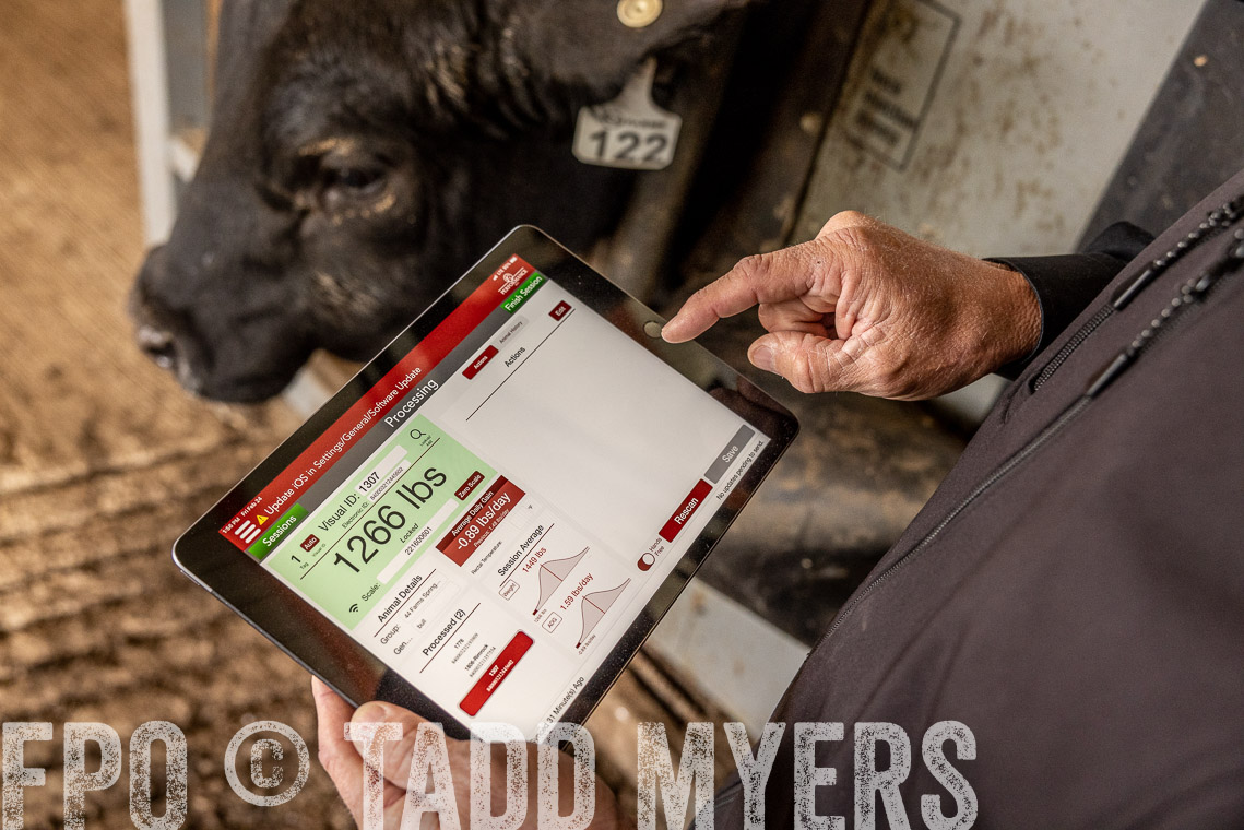 TMyers_SpringBullSale_Cameron_Feb2023-528881