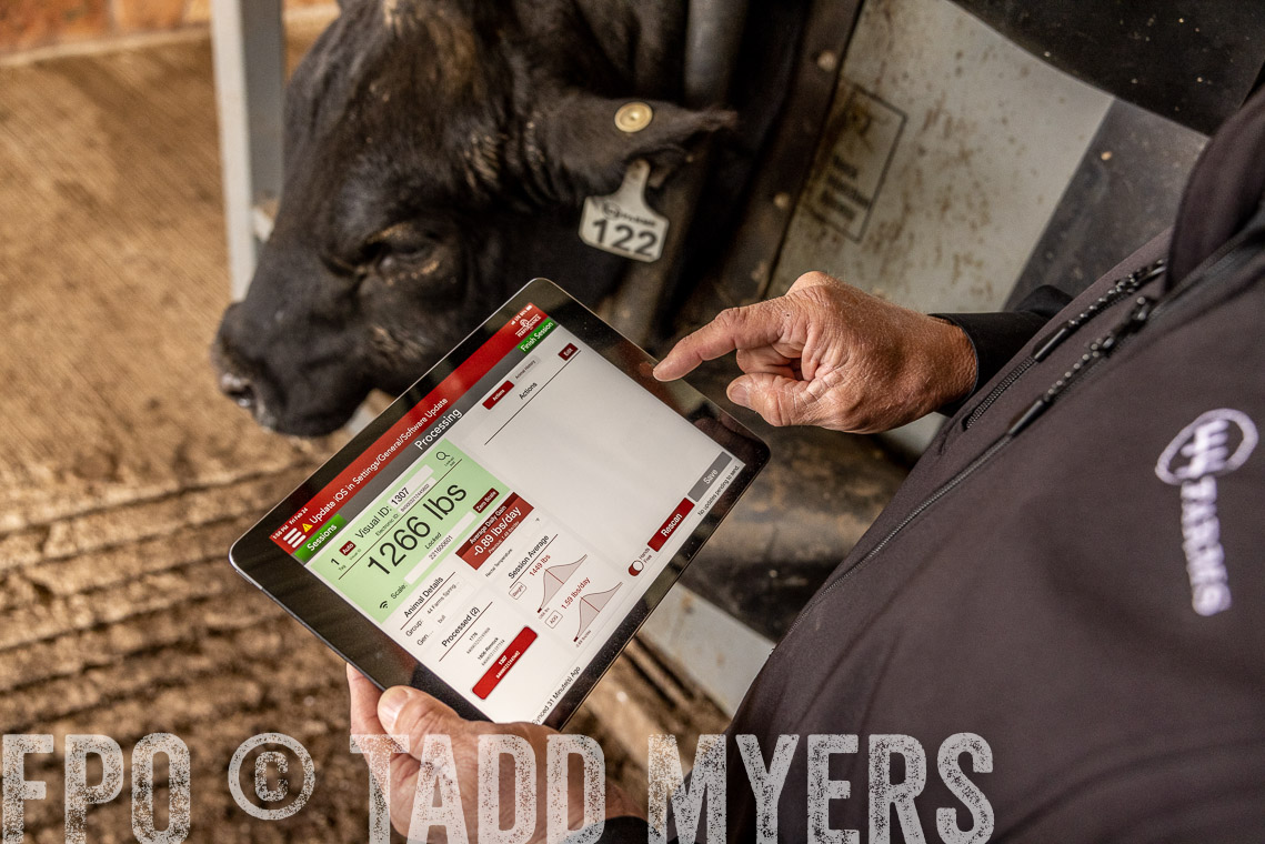 TMyers_SpringBullSale_Cameron_Feb2023-528884