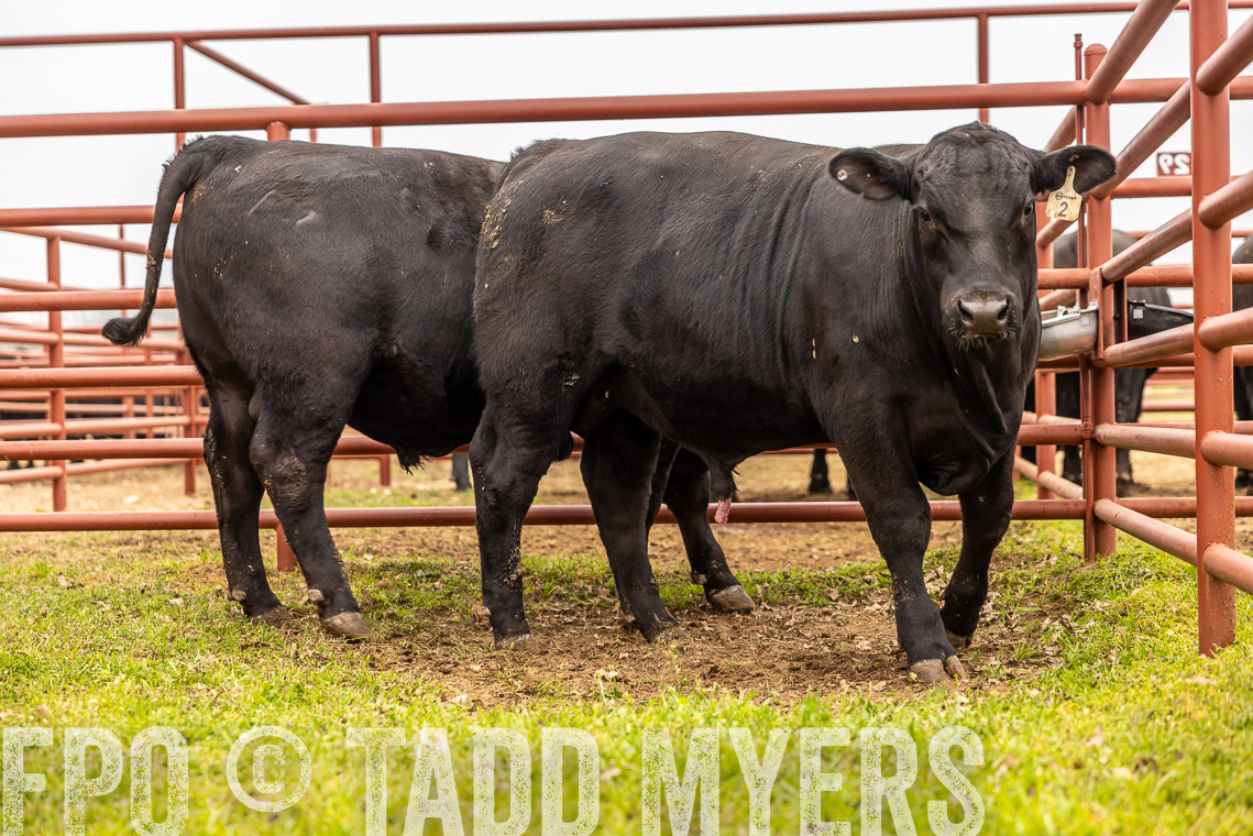 TMyers_SpringBullSale_Cameron_Feb2023-529274
