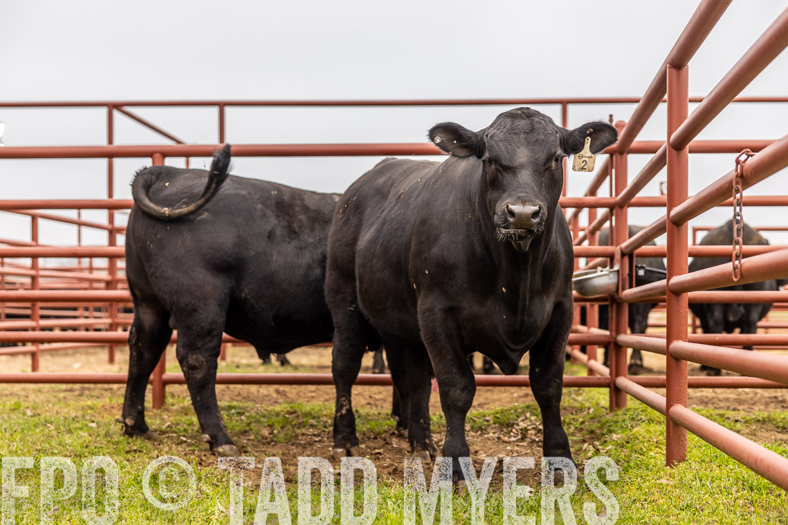 TMyers_SpringBullSale_Cameron_Feb2023-529280