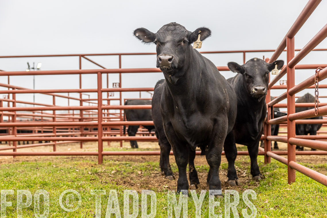 TMyers_SpringBullSale_Cameron_Feb2023-529287