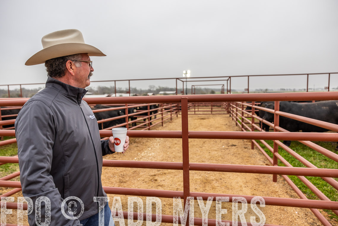 TMyers_SpringBullSale_Cameron_Feb2023-529319