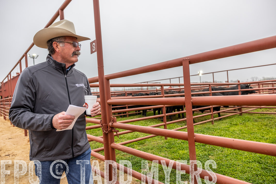 TMyers_SpringBullSale_Cameron_Feb2023-529352