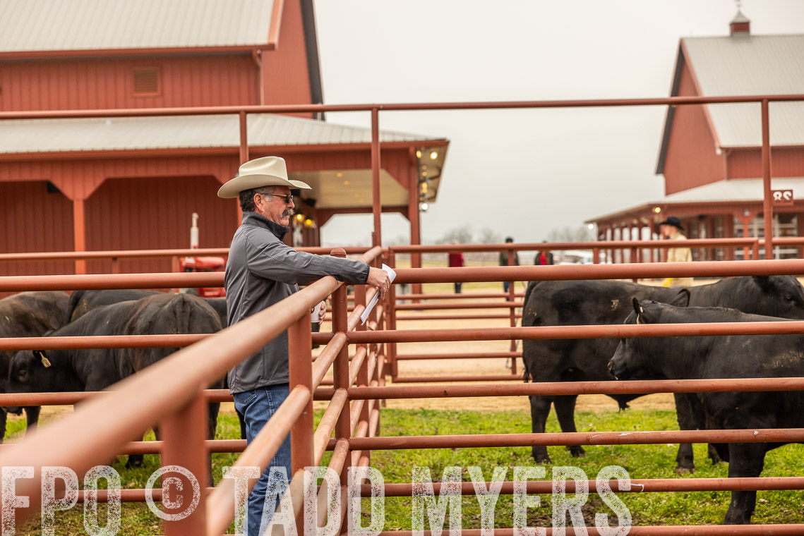 TMyers_SpringBullSale_Cameron_Feb2023-529441