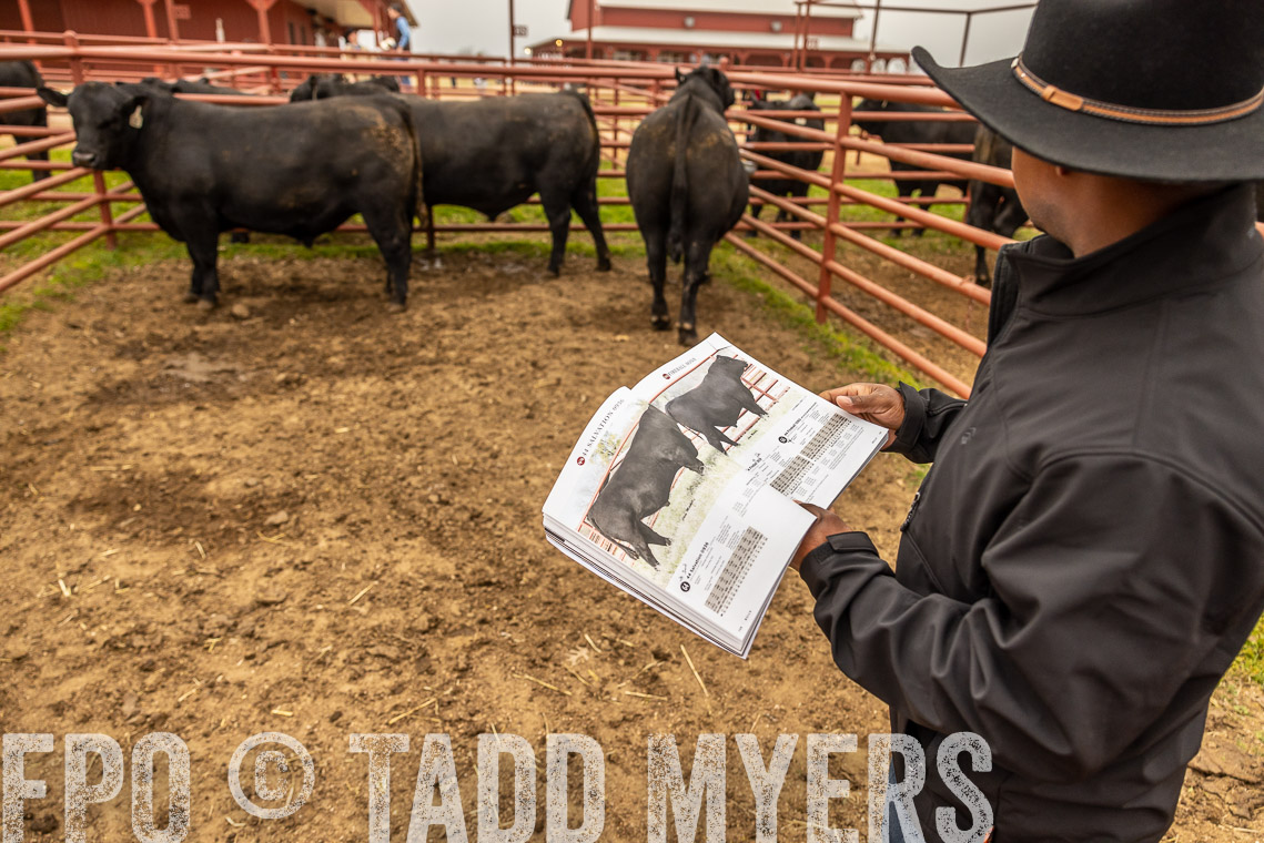 TMyers_SpringBullSale_Cameron_Feb2023-529454