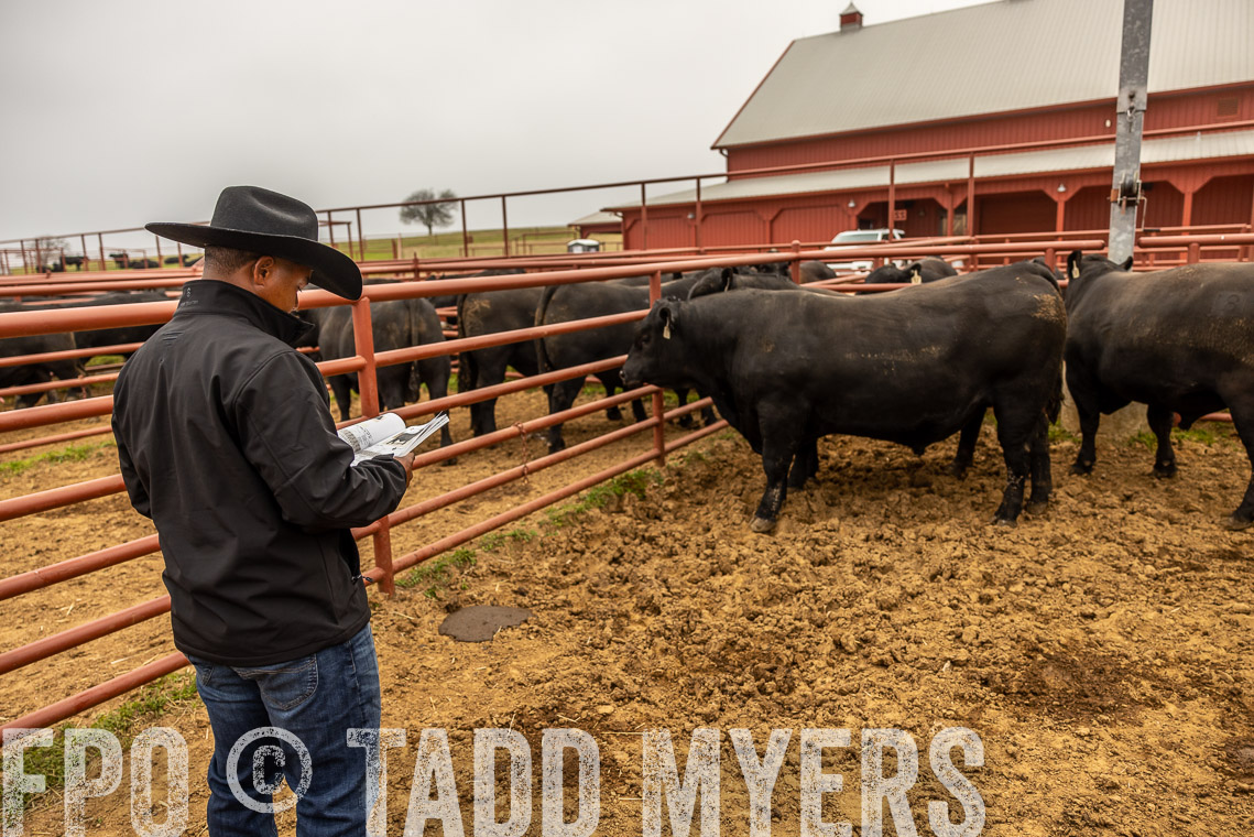 TMyers_SpringBullSale_Cameron_Feb2023-529479
