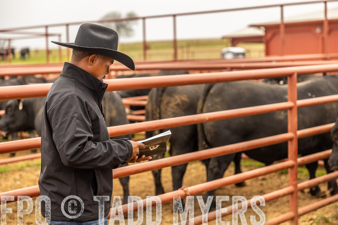 TMyers_SpringBullSale_Cameron_Feb2023-529485