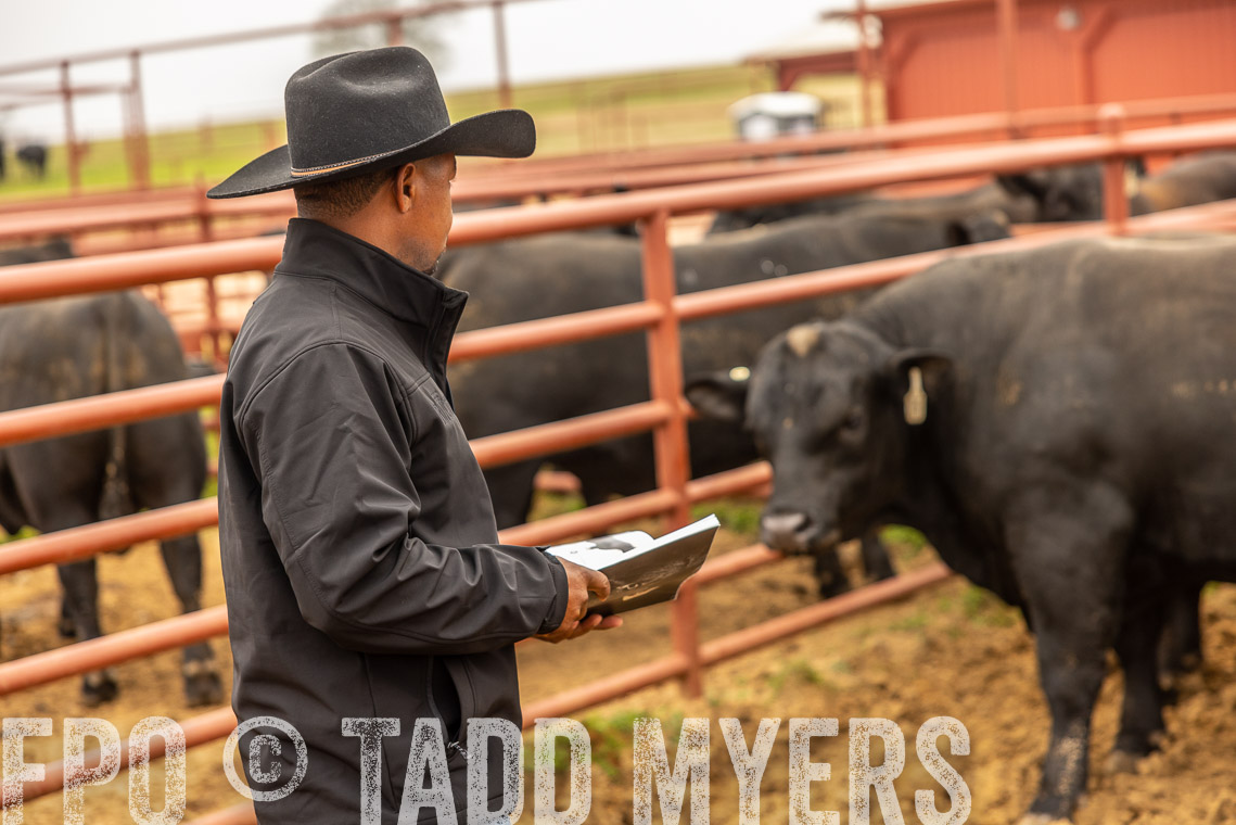 TMyers_SpringBullSale_Cameron_Feb2023-529488