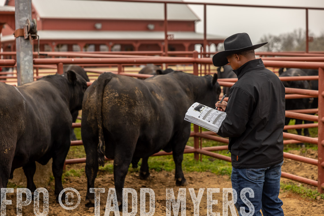 TMyers_SpringBullSale_Cameron_Feb2023-529501