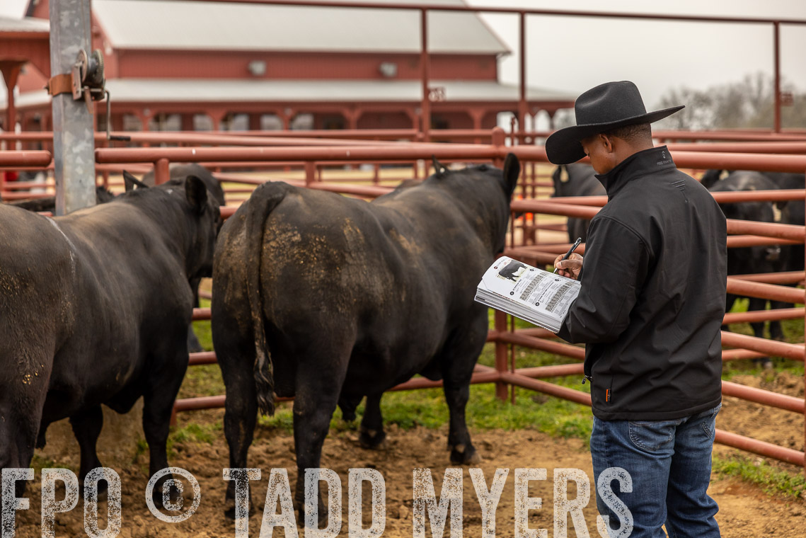 TMyers_SpringBullSale_Cameron_Feb2023-529505