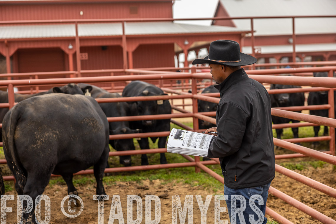 TMyers_SpringBullSale_Cameron_Feb2023-529548