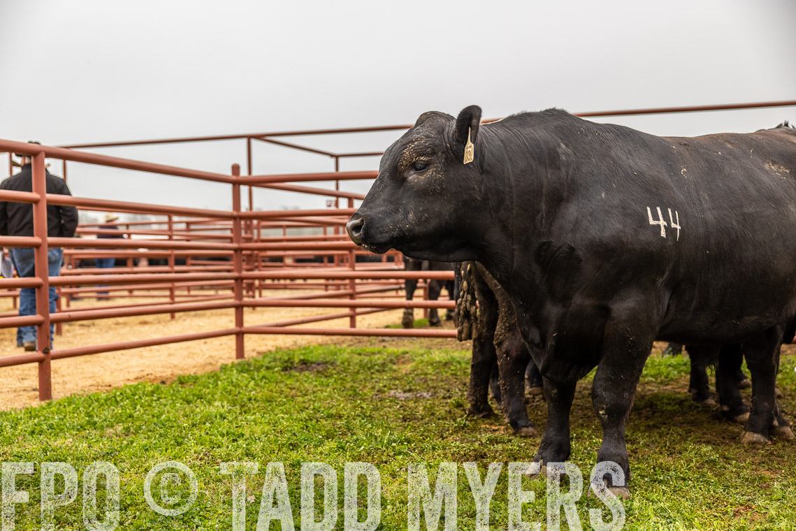 TMyers_SpringBullSale_Cameron_Feb2023-529642