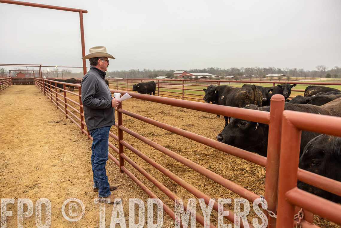 TMyers_SpringBullSale_Cameron_Feb2023-529646