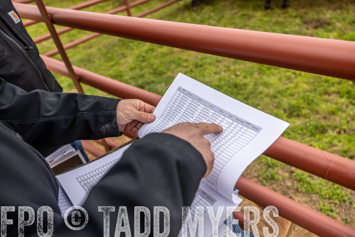TMyers_SpringBullSale_Cameron_Feb2023-529771