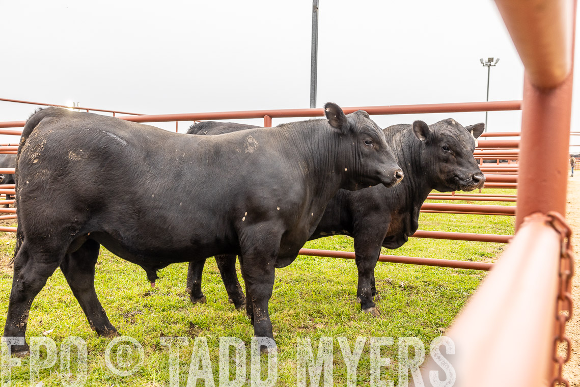 TMyers_SpringBullSale_Cameron_Feb2023-529839