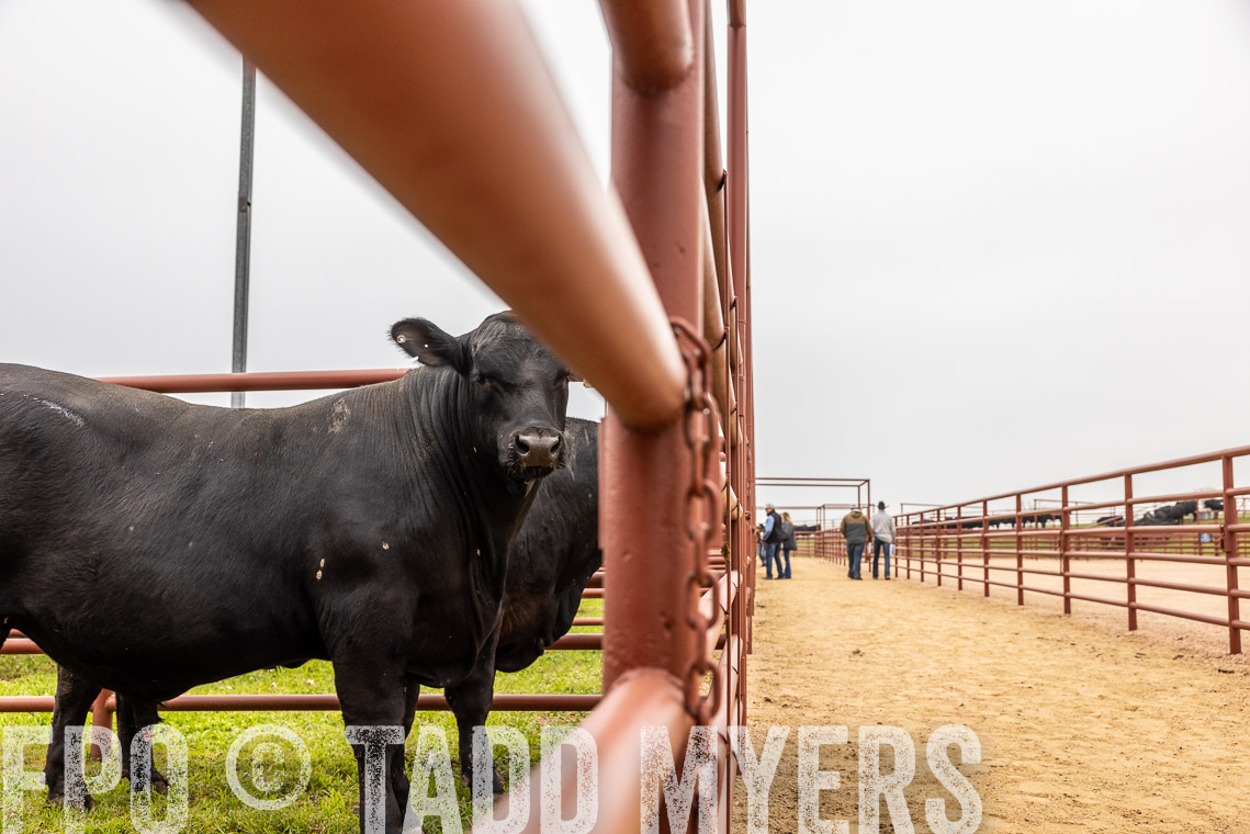 TMyers_SpringBullSale_Cameron_Feb2023-529845