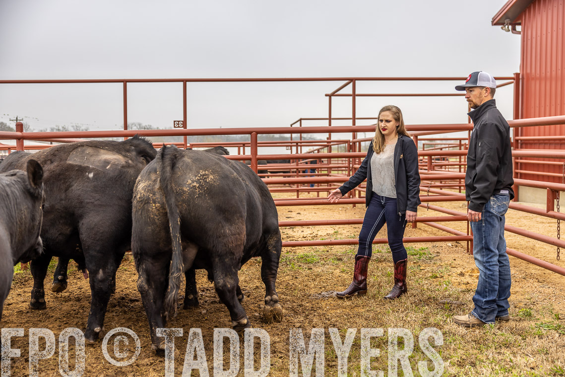 TMyers_SpringBullSale_Cameron_Feb2023-529888