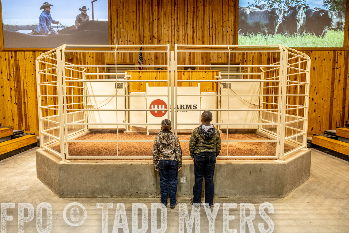 TMyers_SpringBullSale_Cameron_Feb2023-520173