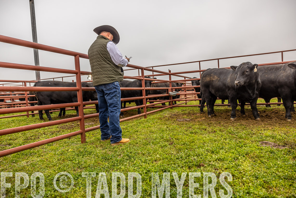 TMyers_SpringBullSale_Cameron_Feb2023-520480