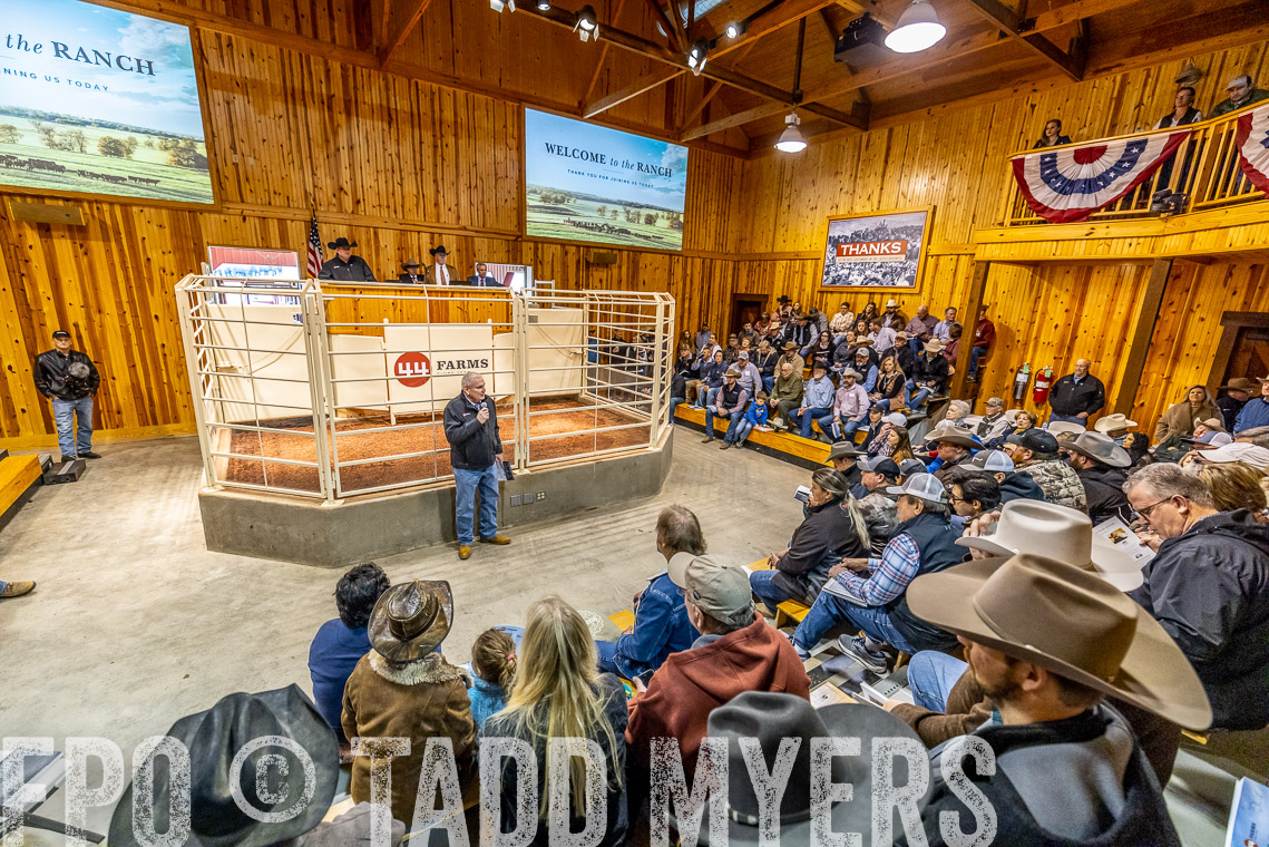 TMyers_SpringBullSale_Cameron_Feb2023-520697