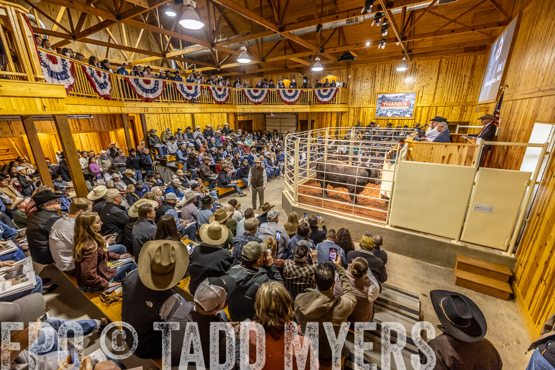 TMyers_SpringBullSale_Cameron_Feb2023-520856