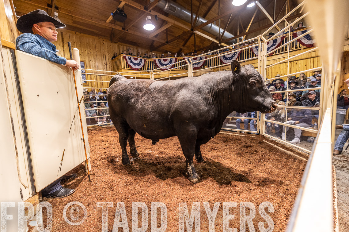 TMyers_SpringBullSale_Cameron_Feb2023-520947