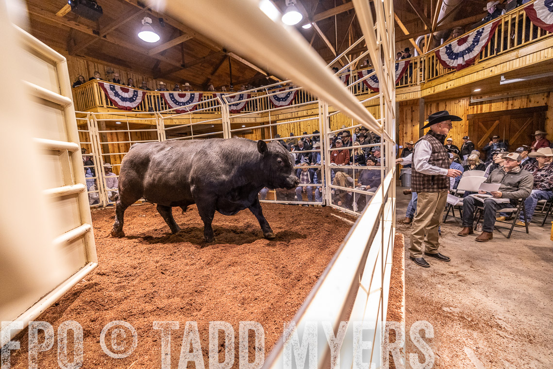 TMyers_SpringBullSale_Cameron_Feb2023-521071