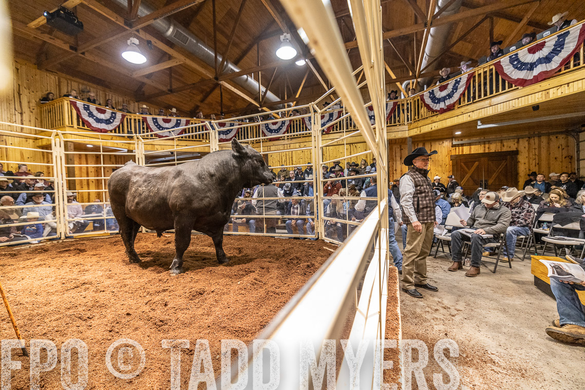 TMyers_SpringBullSale_Cameron_Feb2023-521123