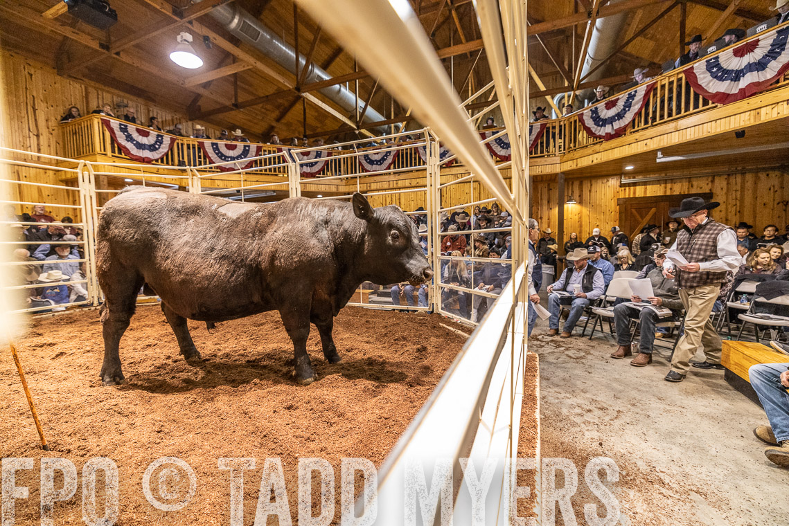 TMyers_SpringBullSale_Cameron_Feb2023-521147