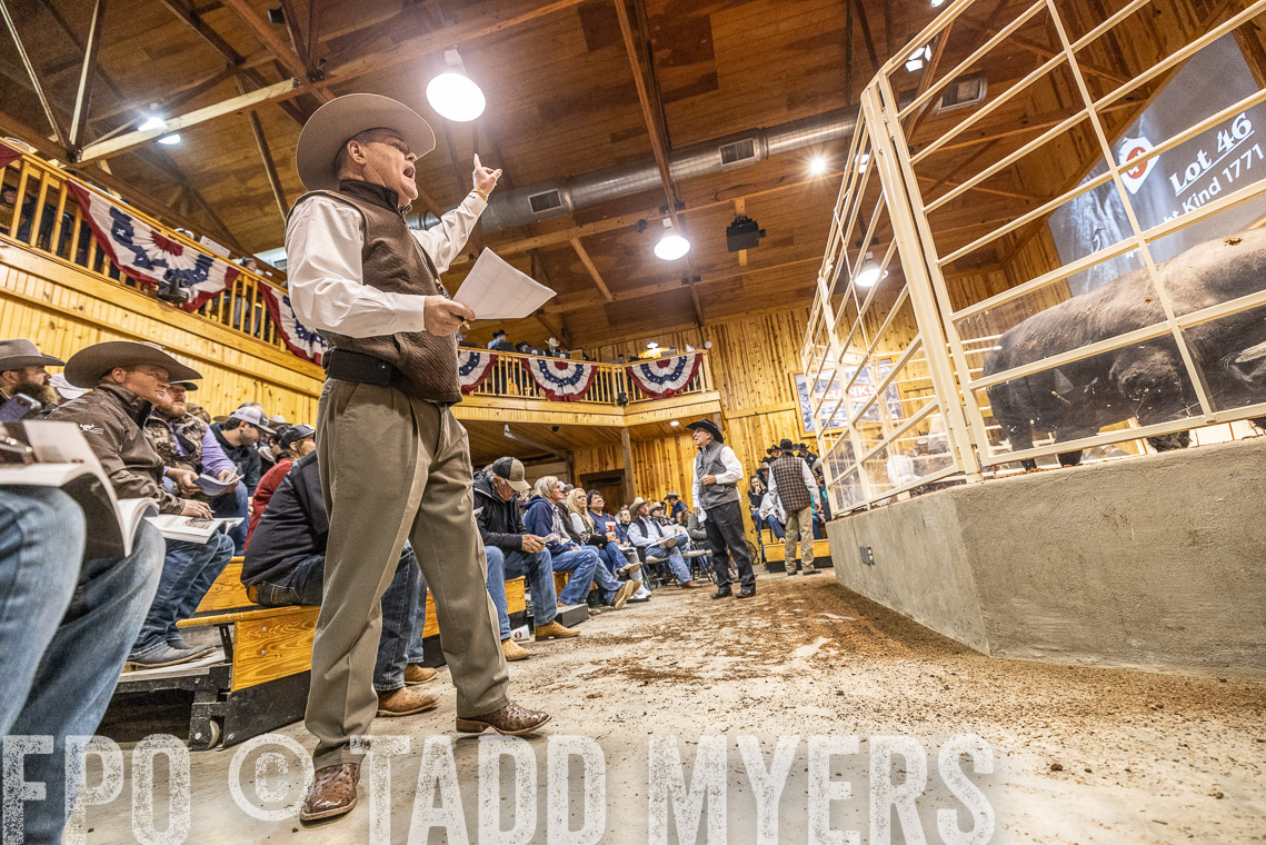 TMyers_SpringBullSale_Cameron_Feb2023-521216