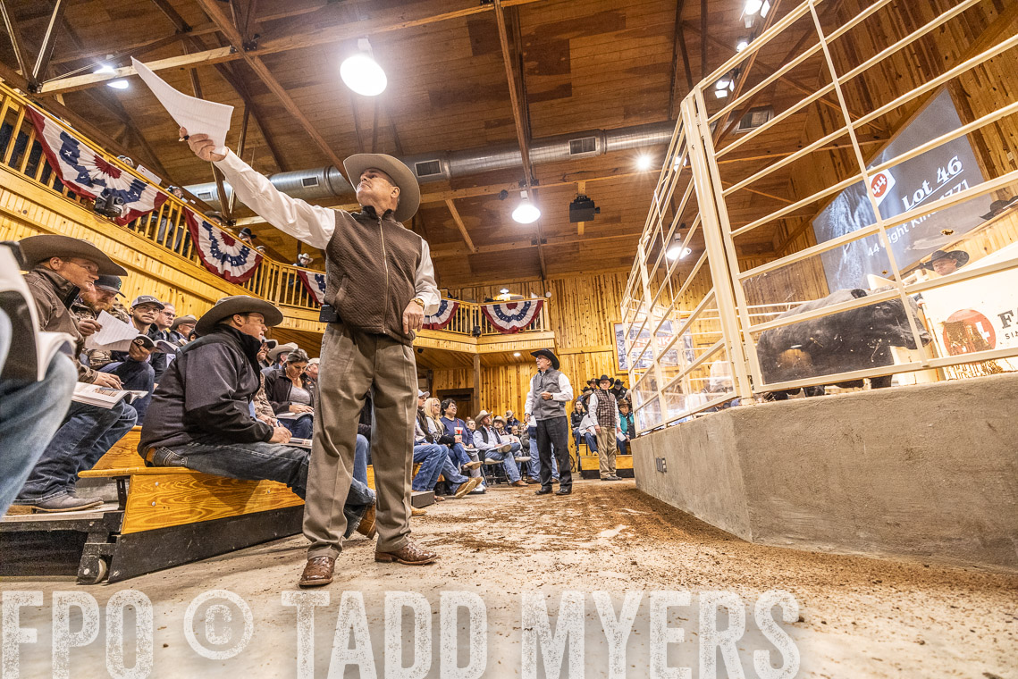 TMyers_SpringBullSale_Cameron_Feb2023-521228