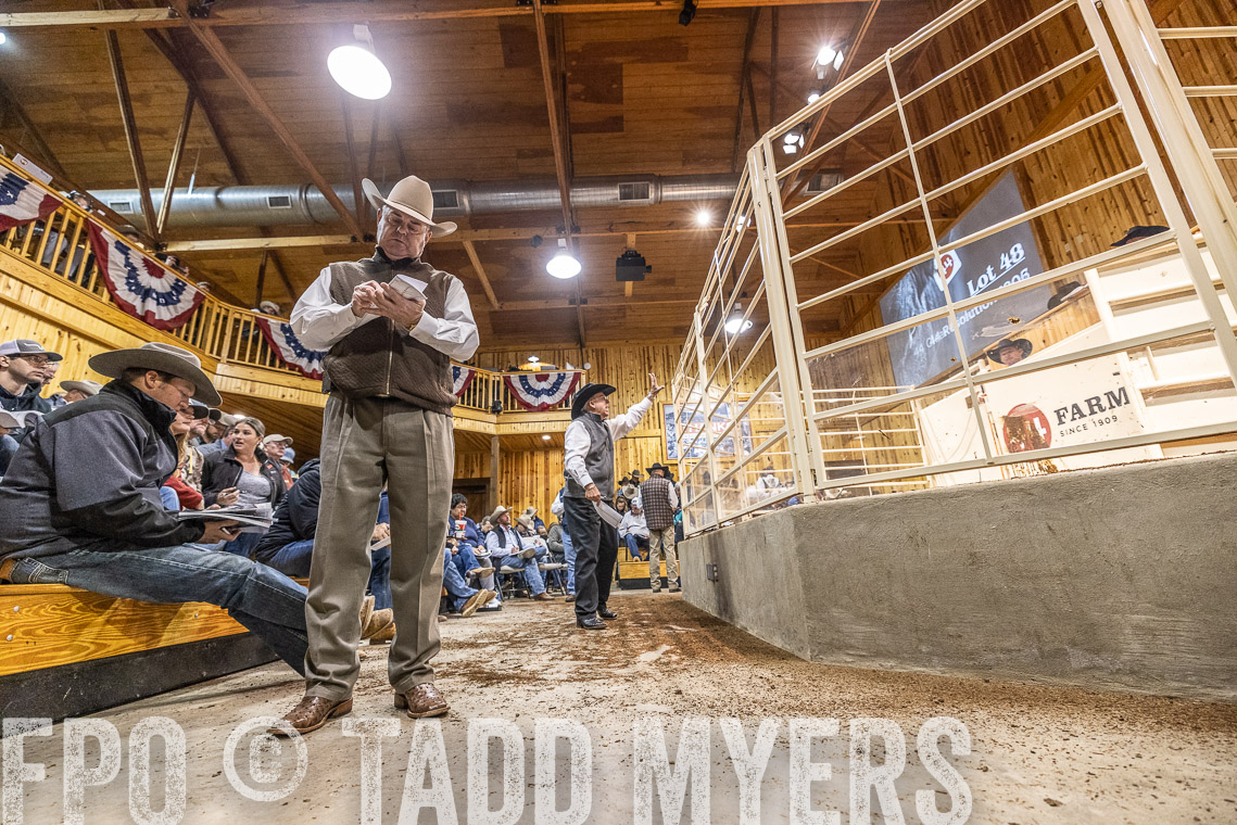 TMyers_SpringBullSale_Cameron_Feb2023-521255