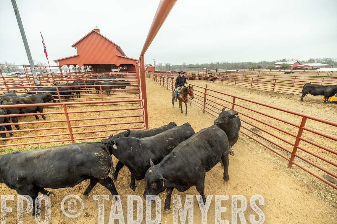 TMyers_SpringBullSale_Cameron_Feb2023-521353