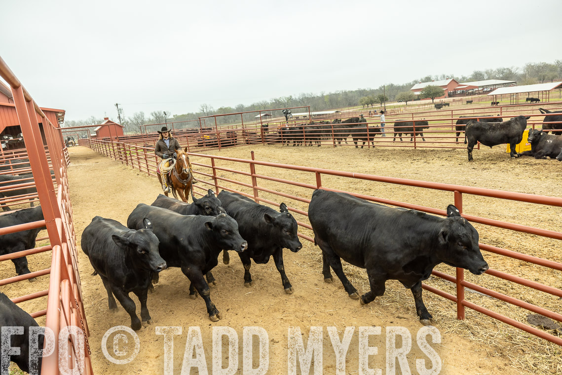 TMyers_SpringBullSale_Cameron_Feb2023-521364