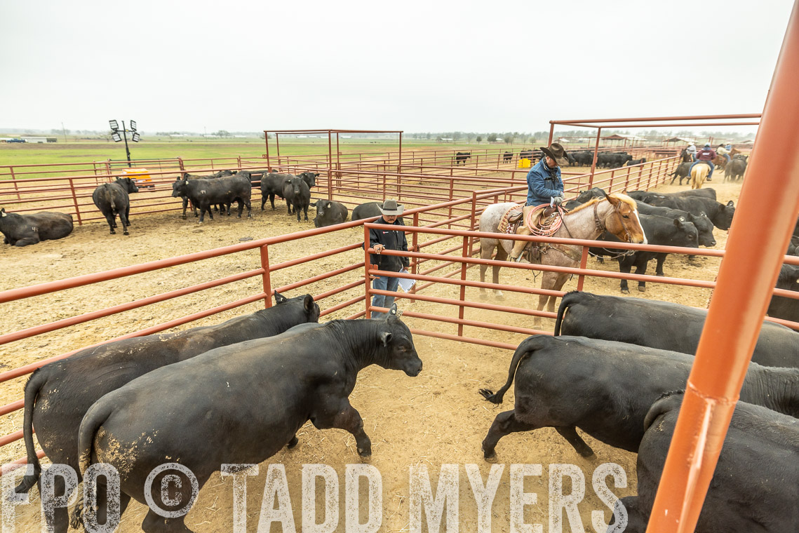 TMyers_SpringBullSale_Cameron_Feb2023-521384