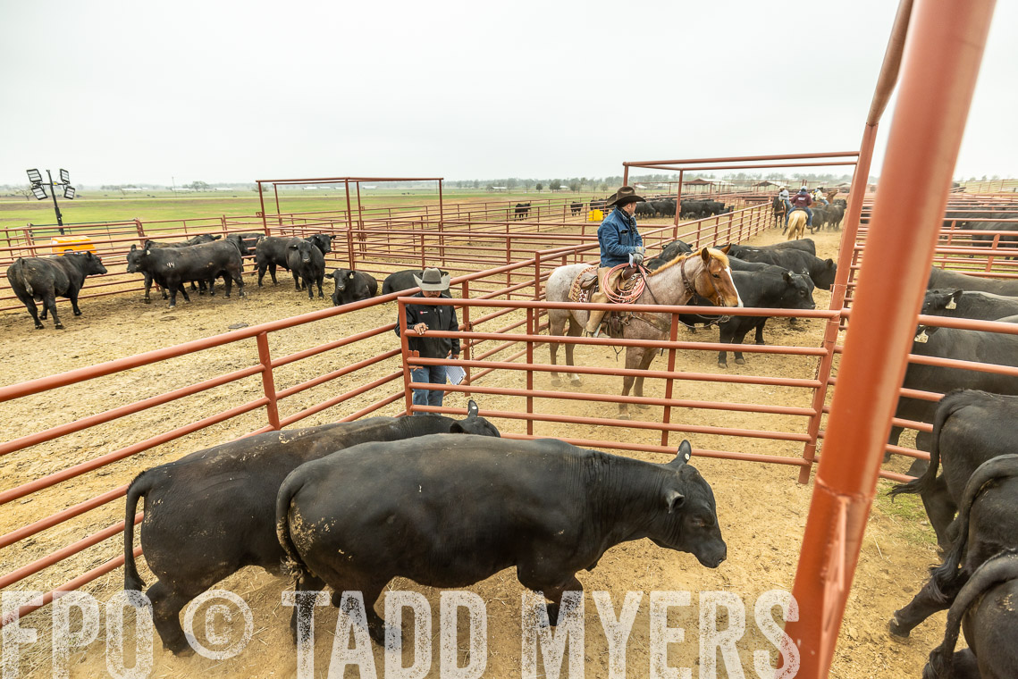 TMyers_SpringBullSale_Cameron_Feb2023-521386