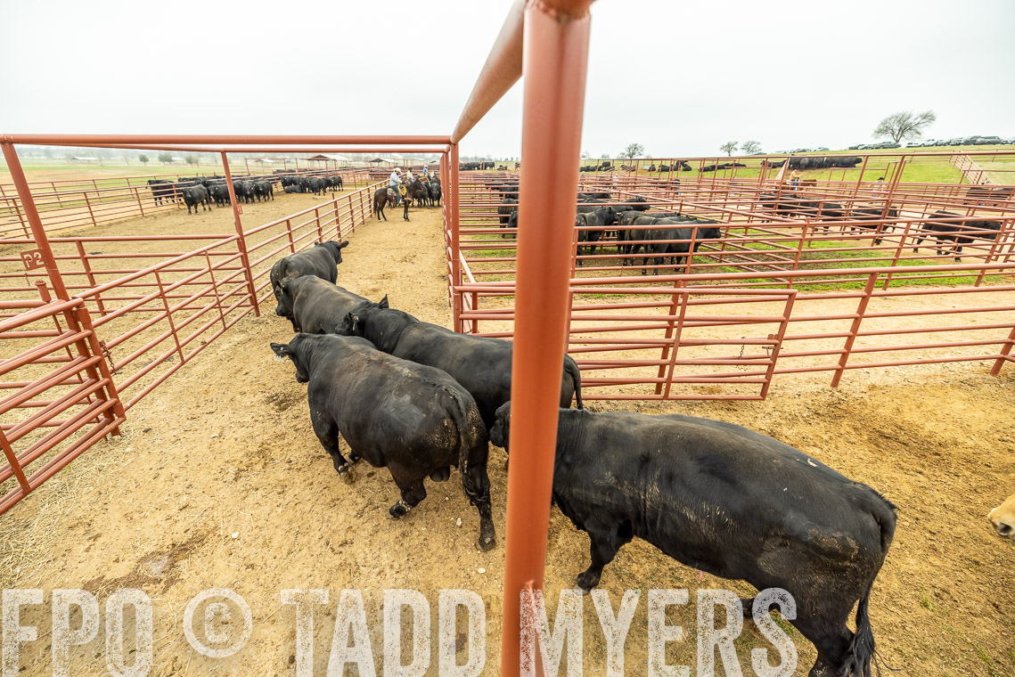 TMyers_SpringBullSale_Cameron_Feb2023-521438