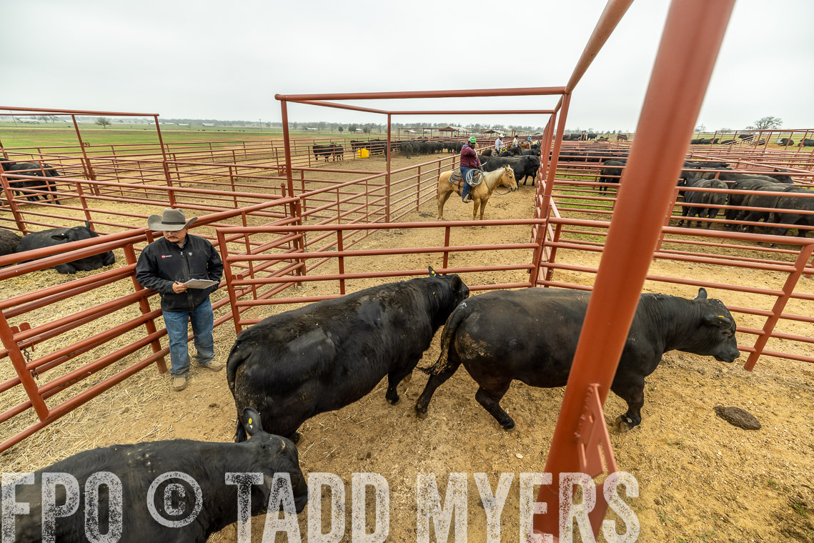 TMyers_SpringBullSale_Cameron_Feb2023-521448