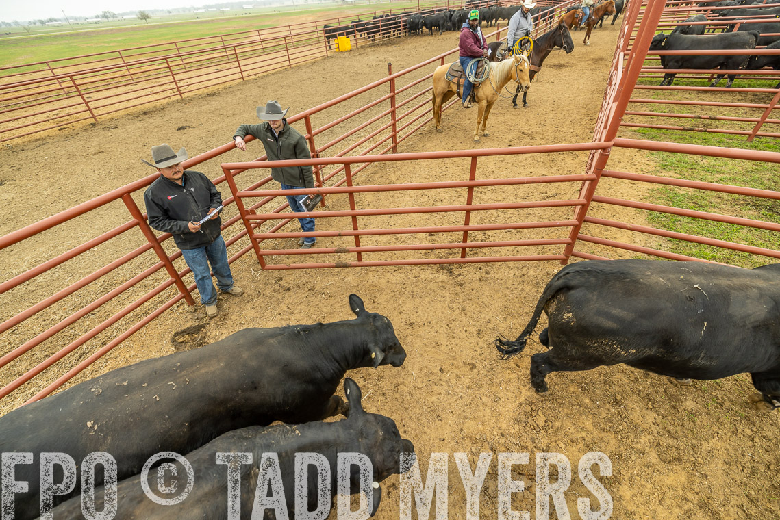TMyers_SpringBullSale_Cameron_Feb2023-521503