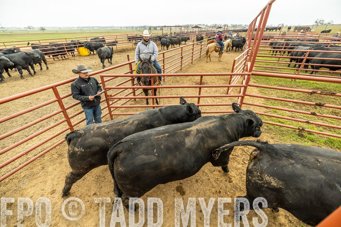 TMyers_SpringBullSale_Cameron_Feb2023-521604