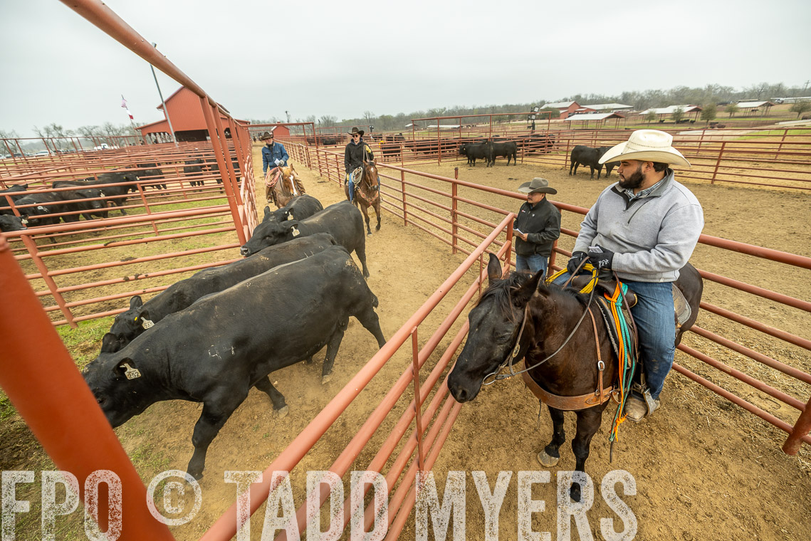 TMyers_SpringBullSale_Cameron_Feb2023-521639