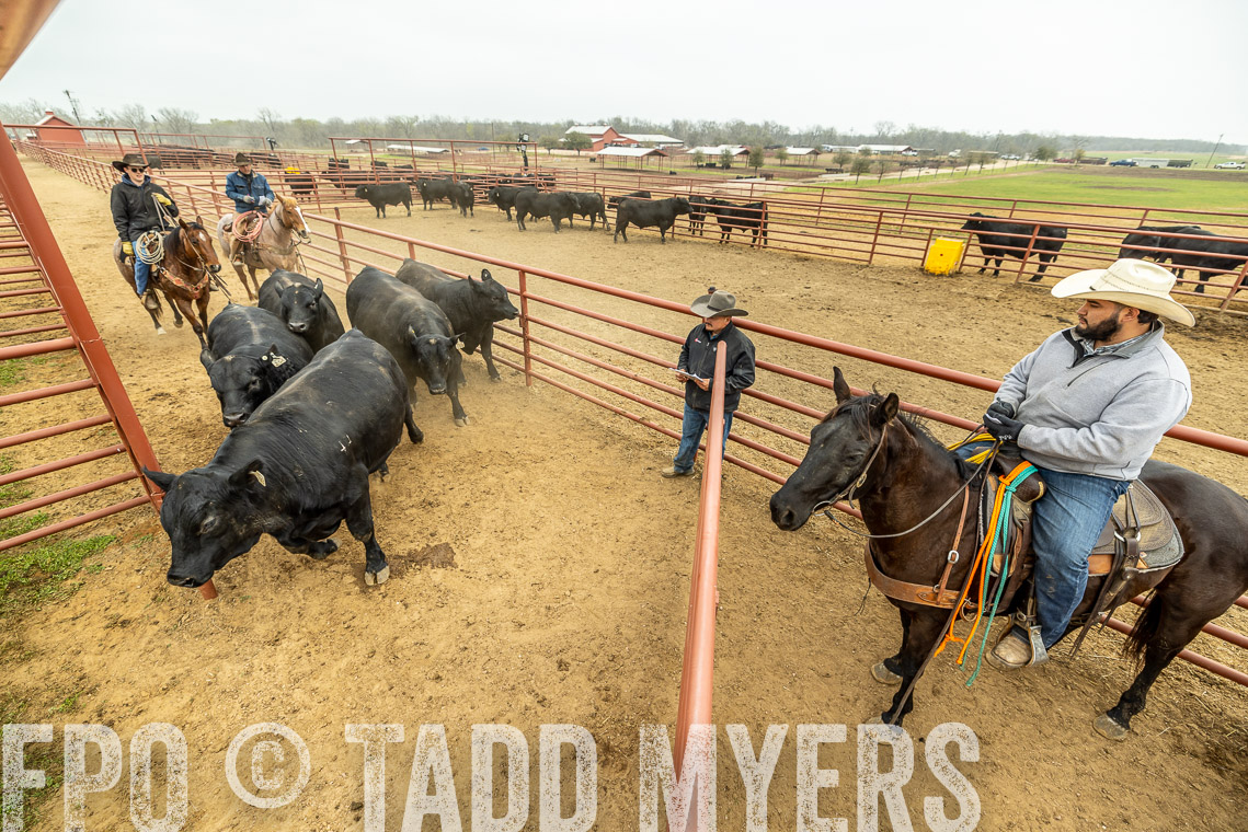 TMyers_SpringBullSale_Cameron_Feb2023-521668