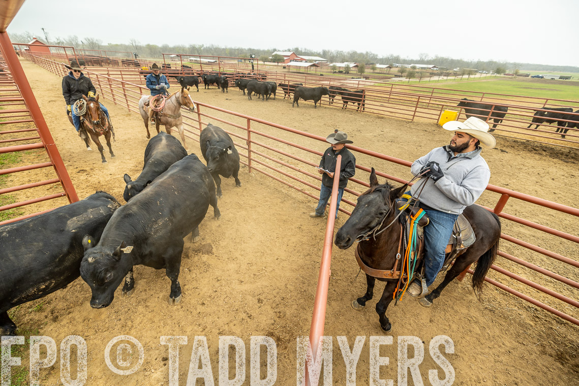 TMyers_SpringBullSale_Cameron_Feb2023-521674