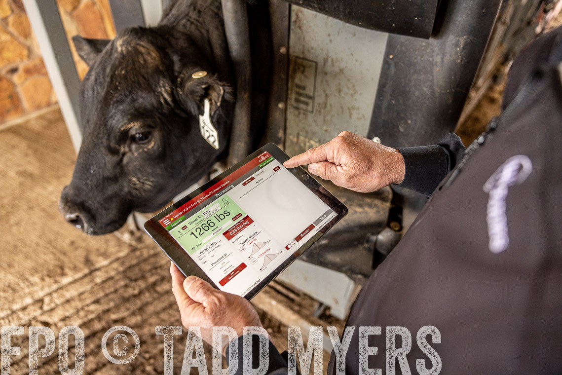 TMyers_SpringBullSale_Cameron_Feb2023-528789