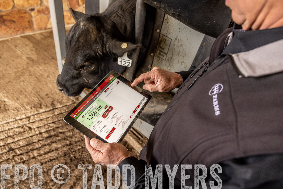 TMyers_SpringBullSale_Cameron_Feb2023-528866