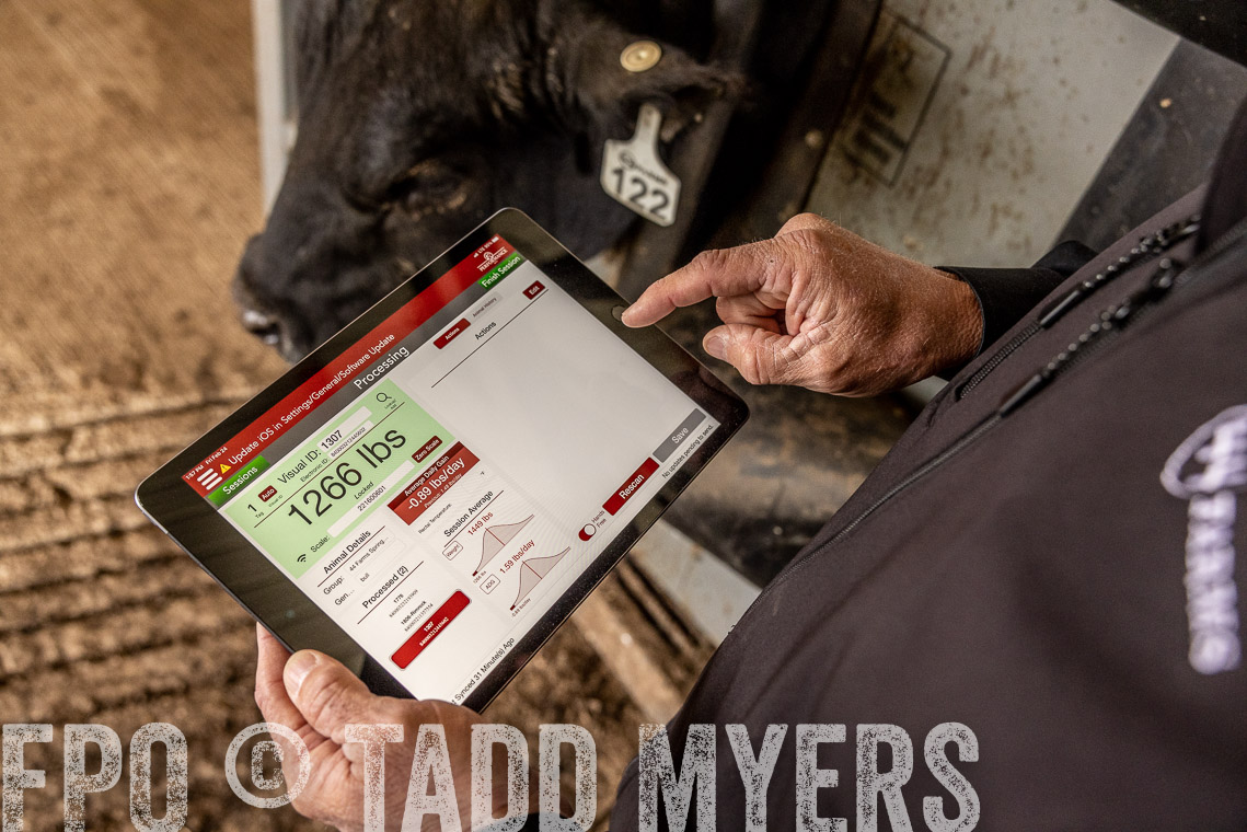 TMyers_SpringBullSale_Cameron_Feb2023-528889