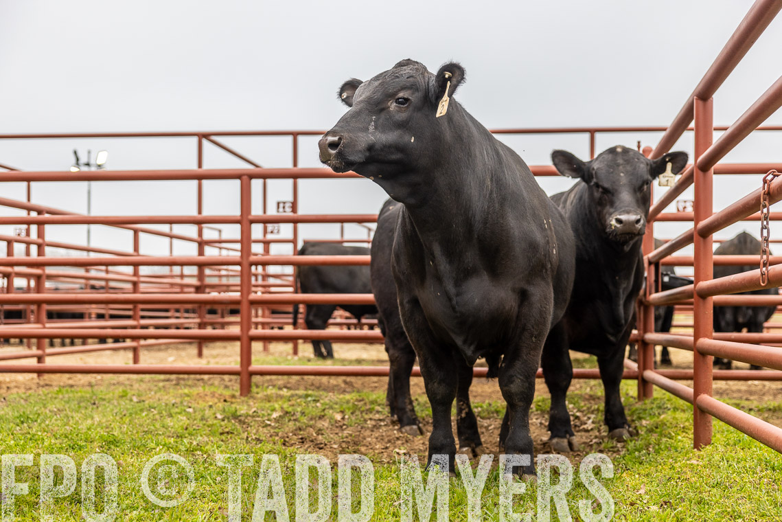 TMyers_SpringBullSale_Cameron_Feb2023-529284