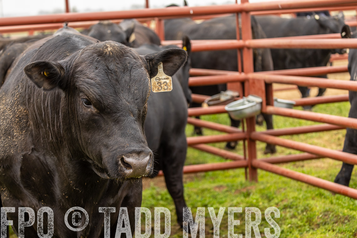 TMyers_SpringBullSale_Cameron_Feb2023-529312