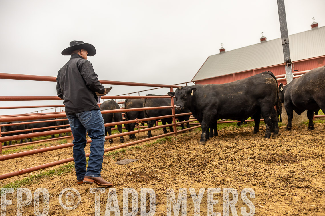 TMyers_SpringBullSale_Cameron_Feb2023-529481